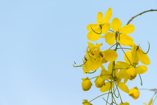 Bright yellow golden shower flowers blooming slender branches against clear blue sky fresh tropical beauty generous copy space