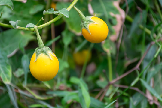 Ripe yellow eggplant fruits growing naturally green branches tropical garden surrounded by lush foliage showing fresh organic vegetable cultivation
