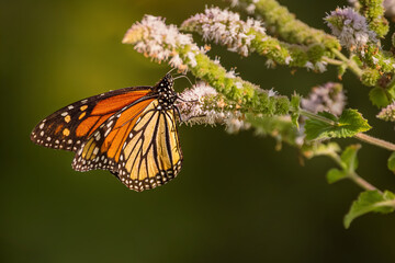 Monarch butterfly (Danaus plexippus) feeding on wild mint flowers in a garden, Ontario, Canada. © Teresa