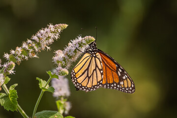 Monarch butterfly (Danaus plexippus) feeding on wild mint flowers in a garden, Ontario, Canada. © Teresa