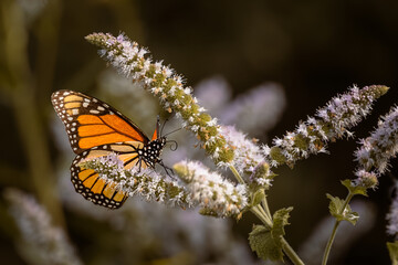 Monarch butterfly (Danaus plexippus) feeding on wild mint flowers in a garden, Ontario, Canada. © Teresa