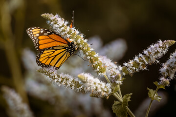 Monarch butterfly (Danaus plexippus) feeding on wild mint flowers in a garden, Ontario, Canada. © Teresa