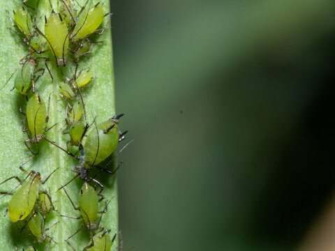 Green aphids cling tightly to a leaf