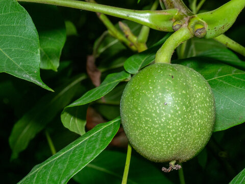 Green walnut hangs from tree branch, nestled among broad leaves