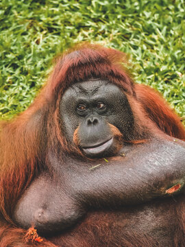 Close up portrait of wild orangutan 