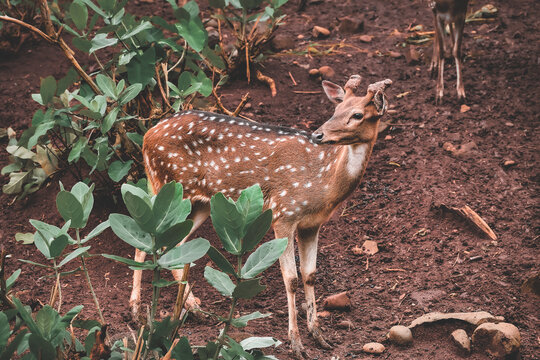 Young deer standing between green plants 