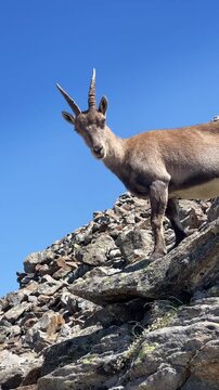 Wild Alpine ibex on rocky mountain slope turning head to gaze at camera against blue sky, Mont Blanc massif French Alps wildlife, static low angle shot, high altitude mountain fauna, 9:16 vertical