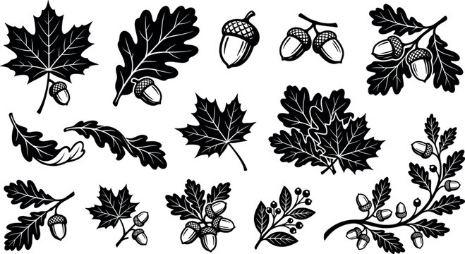 Autumn leaves and acorns black vector silhouette set featuring maple oak leaf bundles and branches