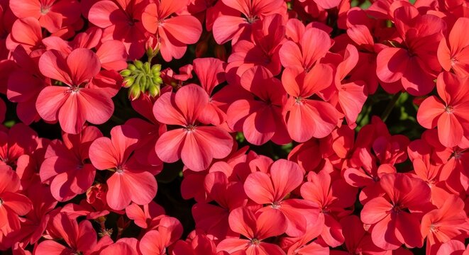 Vibrant red geranium flowers in full bloom creating a dense natural floral pattern background