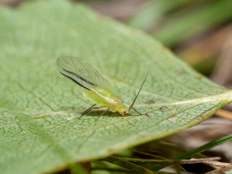 Tiny green aphid rests on a leaf
