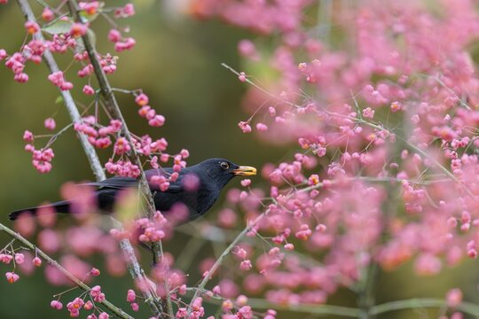 A common blackbird (Turdus merula) sits in a European spindle tree (Euonymus europaeus), and eats the fruit