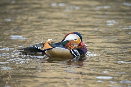 Aix galericulata, mandarin, mandarin duck, anatidae, bath, birds, ducks, ducks, ducks, ducks, male, birds, waterbirds, waterbirds