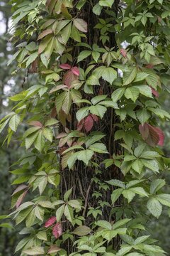 Wild Vine (Perthenocissus quinquefolium) on a spruce tree, Emsland, Lower Saxony, Germany