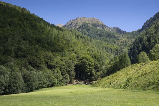 Meadow and forest, Mogno, Maggia Valley, Valle Maggia, Municipality of Lavizzara, Canton of Tessin, Switzerland