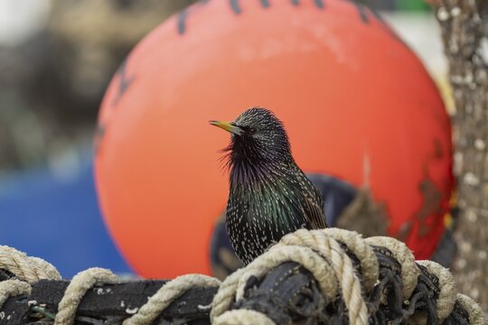 Common starling (Sturnus vulgaris) adult bird on fishing nets at a harbour, England, United Kingdom