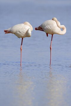 Greater flamingo (Phoenicopterus roseus), pair standing in water, Camargue, Provence, southern France