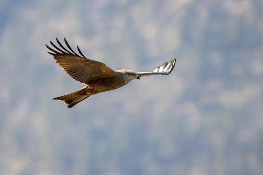Black kite (Milvus migrans) flies in front of a wooded mountain slope, M&uuml;nster, Tyrol, Austria