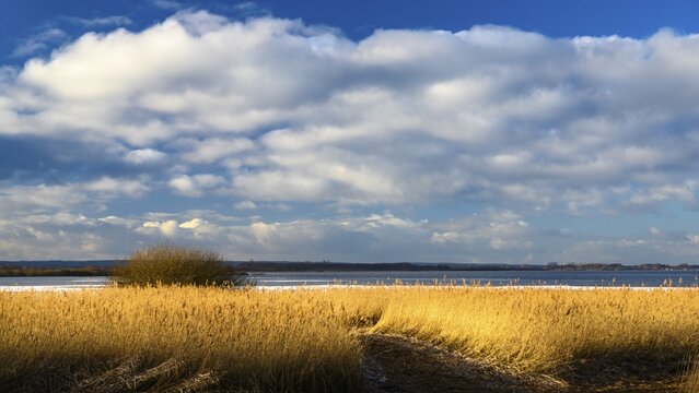 Winter landscape on the shore of Lake D&uuml;mmer, thatch, reeds, clouds, expanse, inland lake, H&uuml;de, Lower Saxony, Germany