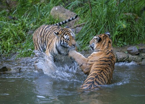 Siberian tiger (Panthera tigris altaica), two tigers fighting, captive, Germany
