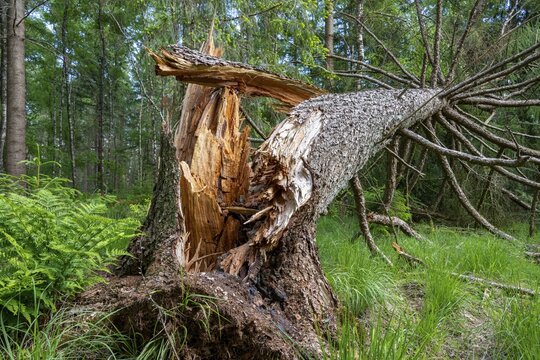 Wind throw in the forest near the Ahlhorn fish ponds, Ahlhorn, Lower Saxony, Germany