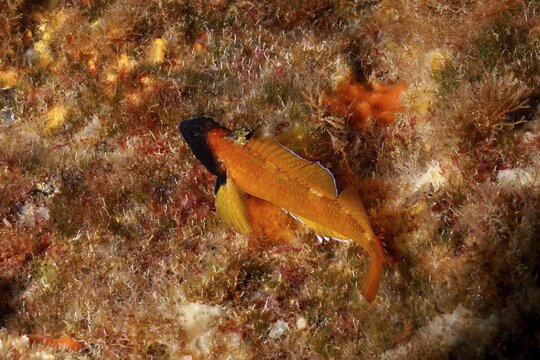 Black-faced blenny (Tripterygion), colouring during mating season, swimming above the algae. Dive site Marine reserve Cap de Creus, Rosas, Costa Brava, Spain, Mediterranean Sea