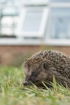 European hedgehog (Erinaceus europaeus) adult mammal on a garden grass lawn with a house in the background in summer, England, United Kingdom