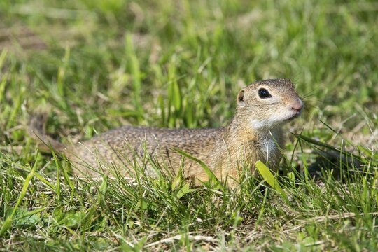 Citellus citellus, Czech Republic, European ground squirrel, common ground squirrel, rodents, rodentia, Czech Republic, mammals, rodents, mammals, ground squirrels