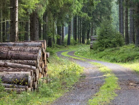 Forest path winds through spruce forest, felled wood, wood piles on both sides of the path, Thuringian Forest, Thuringia, Germany
