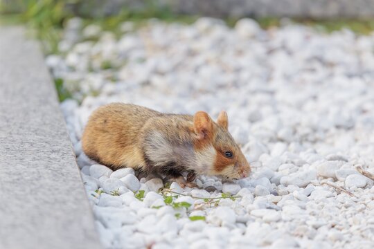A European hamster (Cricetus cricetus) forages for food on a grave. Vienna, Austria