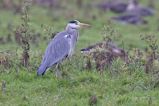 Grey heron (Ardea cinerea), standing in a meadow, Bieslicher Insel, Lower Rhine, North Rhine-Westphalia, Germany