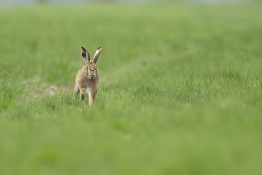 European brown hare (Lepus europaeus) adult animal running in a farmland cereal field, England, United Kingdom