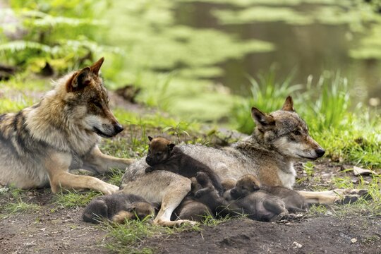A pack of wolves rests in a green environment, the pups cuddle up to their mother, European grey gray wolf (Canis lupus)