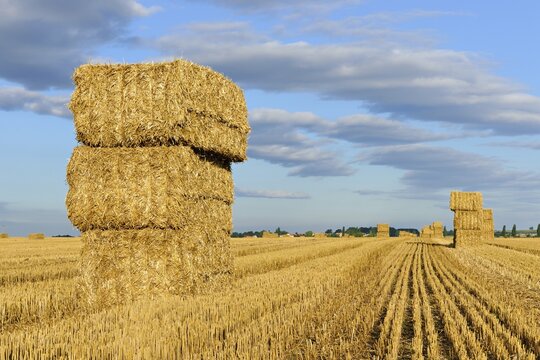 Stubble field with bales of straw in summer, cultural landscape, Saalekreis, Saxony-Anhalt, Germany