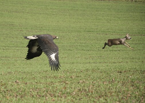Golden eagle (Aquila chrysaetos) mating bird flying towards roe deer (Capreolus capreolus) over open field, Allg&auml;u, Bavaria, Germany, Allg&auml;u, Bavaria, Germany