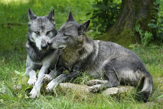 Timberwolf, American wolf Mackenzie Valley Wolf (Canis lupus occidentalis), two wolves lying in a meadow, Captive, France