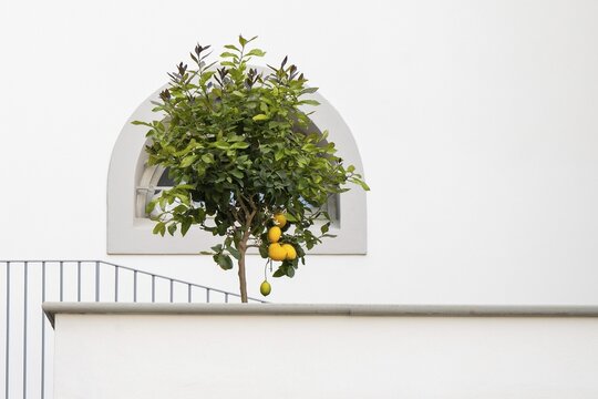 Lemon tree in front of an arched window in a white wall, Bardini Garden or Giardino Bardini, Florence