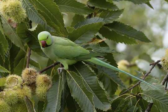 Ring-necked or Rose-ringed parakeet (Psittacula krameri) adult parrot bird in a Sweet chesnut tree in autumn, England, United Kingdom