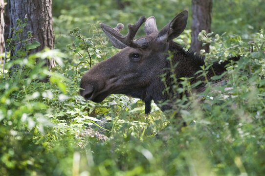 Alces alces, artiodactyla, elk, even-toed ungulates, mosses, cloven-hoofed animals, mammals