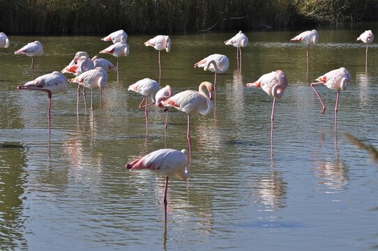 Flamingos, including the greater flamingo (Phoenicopterus roseus), are resting in the water, some of them have their eyes closed, Camargue, Provence, France