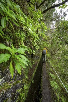 Hikers on a narrow path along a levada, in dense forest, Levada do Caldeir&atilde;o Verde, Parque Florestal das Queimadas, Madeira, Portugal
