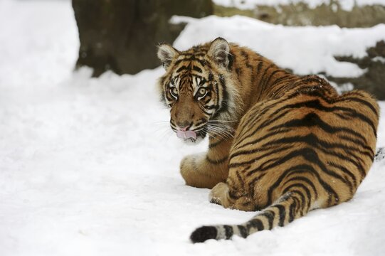 Sumatran tiger (Panthera tigris sumatrae) in the snow, captive, native to Sumatra, Indonesia