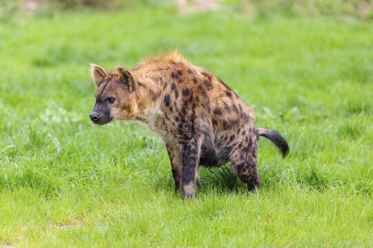 An adult female Spotted Hyena (Crocuta crocuta) sits urinating in a green meadow