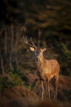 The year in front of I was able to photograph this red deer (Cervus elaphus) with only one antler in almost the same place, one-antlered deer, abnormal, rutting season, Denmark