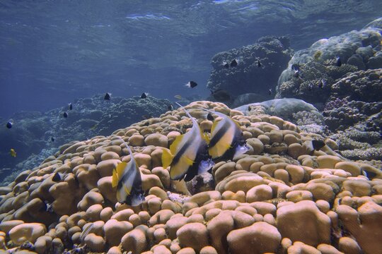 Three specimens of red sea bannerfish (Heniochus intermedius) over stony corals (Acropora), House Reef dive site, Mangrove Bay, El Quesir, Red Sea, Egypt