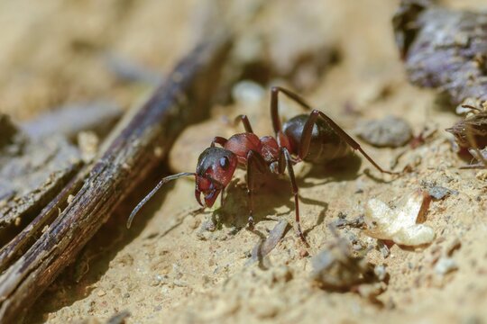Ants, ant, blood-red ant, blood-red predatory ant, Formica sanguinea, formicidae, hymenoptera, predatory ant, insects, insects