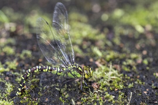 Southern Hawker (Aeshna cyanea) laying eggs, Emsland, Lower Saxony, Germany
