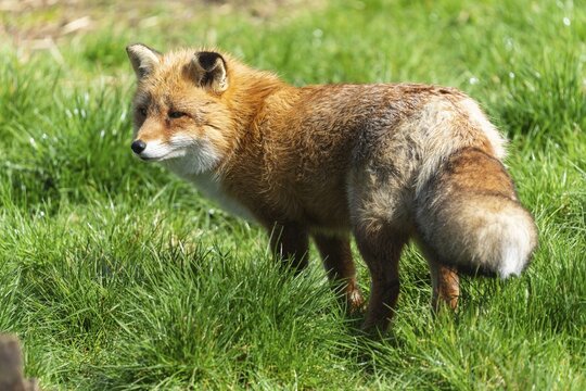 Red fox (Vulpes vulpes) standing in a meadow, France