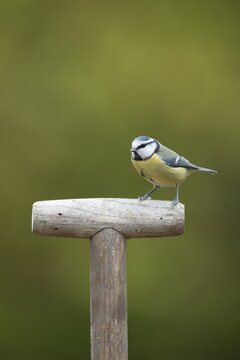 Blue tit (Cyanistes caeruleus) adult garden bird on a fork handle, England, United Kingdom