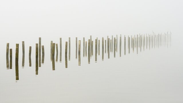 Anchor piles in the fog on autumnal Lake D&uuml;mmer, Lembruch, Lower Saxony, Germany