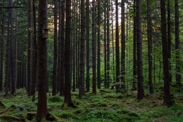Fototapeta premium Dense coniferous forest with straight tree trunks, green undergrowth and mossy ground illuminated by evening sunlight. Concept of carbon storage, climate protection and sustainable forestry.